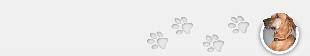 Dog Dog
